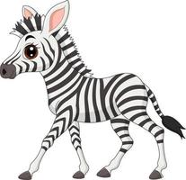 söt baby zebra isolerad på vit bakgrund vektor
