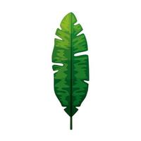 tropische pflanze, dschungelblatt, exotische laubnatur botanisch vektor