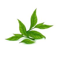 Teeblätter grün. indisches ceylon oder chinesisches grünes teeblatt mit stielen, lokalisiert auf weißem hintergrund. realistische 3D-Vektorillustration vektor