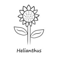 Helianthus lineares Symbol. dünne Liniendarstellung. Sonnenblumenkopf mit Namensaufschrift. Feld blühende Blume. Landwirtschaftssymbol. Wildpflanze Blütenstand. Kontursymbol. Vektor isolierte Zeichnung