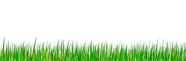 grüne nahtlose Grasgrenze. Frühlingswaldwiese isoliert auf weißem Hintergrund. Sommerlandschaft. vektor