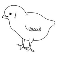 kyckling handritad linjeteckning. contour drawing.doodles.drawing för påskhelgen. liten chicken.the bird home.vektorillustration vektor
