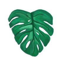 Vektor tropisches Blatt, Monstera. Aquarellillustration einer exotischen Pflanze