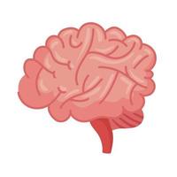 Gehirn menschliches Organ vektor