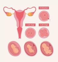 weibliches Fortpflanzungssystem und Symbole vektor