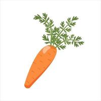 Karotten isoliert auf weißem Hintergrund. Gemüse mit Spitzen, Bio-Produkt, Zutaten zum Kochen. Vektor-Illustration vektor