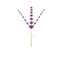 färsk lavendel blomma logotyp vektor platt design