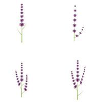 färsk lavendel blomma logotyp vektor platt design