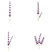 färsk lavendel blomma logotyp vektor platt design