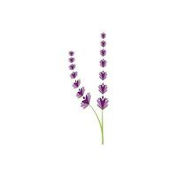 färsk lavendel blomma logotyp vektor platt design