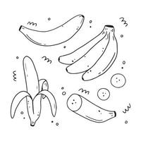 satz von handgezeichneten bananenfrüchten. Doodle-Stil. vektor