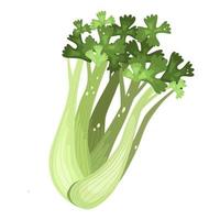 selleri. odlad jordbruksväxt. selleri för bondens marknad, vegetarisk salladsreceptdesign. gröna löv. platt vektor färg illustration clipart.