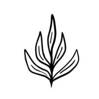 botanisk illustration. ormbunke, eukalyptus, buxbom. vintage blommig bakgrund. vektor designelement. isolerat. svartvitt.