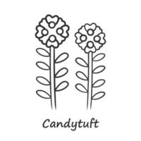 Lineares Symbol für Candytuft. dünne Liniendarstellung. Astergartenblume mit Namen. Iberis immergrüne mehrjährige Pflanze Blütenstand. Frühlingsblüte. Kontursymbol. Vektor isoliert Umrisszeichnung