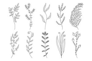 samling av abstrakta minimalistiska grenar, örter och växter. för kort, inbjudningar, logotypdesign vektor