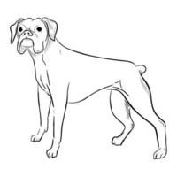 boxerhund isolerad på vit bakgrund. vektor