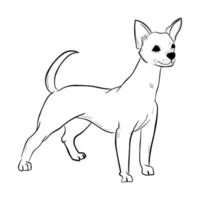 chihuahua hund isolerad på vit bakgrund. vektor