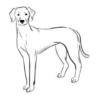 Rhodesian Ridgeback Hund isoliert auf weißem Hintergrund. vektor
