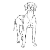 Vizsla-Hund isoliert auf weißem Hintergrund. vektor