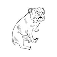 Englischer Bulldoggenhund isoliert auf weißem Hintergrund. vektor