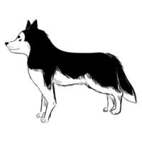 Husky-Hund isoliert auf weißem Hintergrund. vektor