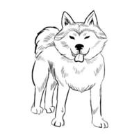 Akita-Hund isoliert auf weißem Hintergrund. vektor