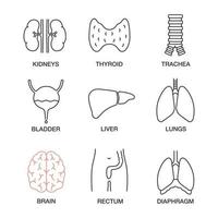 lineare symbole der inneren organe gesetzt. Nieren, Schilddrüse, Luftröhre, Harnblase, Leber, Lunge, Gehirn, Mastdarm, Zwerchfell. dünne Linienkontursymbole. isolierte vektorumrissillustrationen vektor