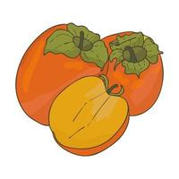 persimone orange fruit.ganze und geschnittene fruit.doodle style.vector image. vektor