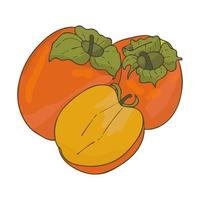 persimmon orange fruit.heal och skivad fruit.doodle style.vector bild. vektor