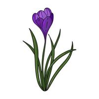 krokus umrisszeichnung. die ersten frühlingsblumen im gekritzelstil. lila blumen. floristik für dekoration, postkarten, hochzeiten, geburtstage. vektorillustration vektor