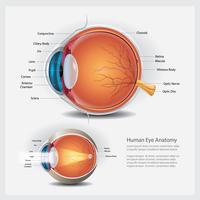 Human Eye Anatomy och Normal Lens Vector Illustration