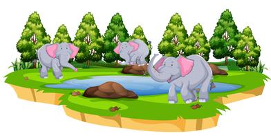 Gruppe des Elefanten in der Natur vektor