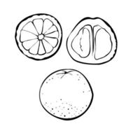 Vektor-Illustration einer Grapefruit auf einem weißen Hintergrund isoliert. Ladenskizze, Banner, Menü und Logo. Schwarz-Weiß-Umriss. vektor