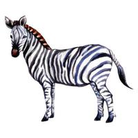 beliebtes Aquarell Zebra vektor
