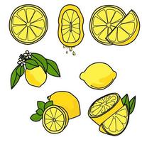 set med citroner, hela, halvor, skivor, med blad och blommor. saftig citrus i olika varianter, vektorillustration vektor