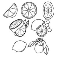Vektorumriss-Zitronensatz, Fruchtikone für Design vektor