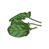 spenat gröna blad, grönsaksuppsättning blad, vektor hand rita illustration