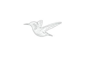 vintage retro handgezeichneter kolibri oder colibri vogel logo design vektor