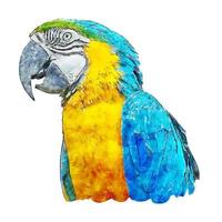 blauer papagei aquarell skizze handgezeichnete illustration isoliert weißer hintergrund