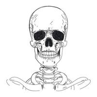 Handzeichnung des menschlichen Skeletts. menschlicher Schädel vektor