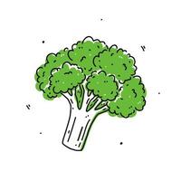 grüner Brokkolikohl isoliert auf weißem Hintergrund. organische gesunde lebensmittel. handgezeichnete Vektorgrafik im Doodle-Stil. perfekt für Karten, Logos, Dekorationen, Rezepte, verschiedene Designs. vektor