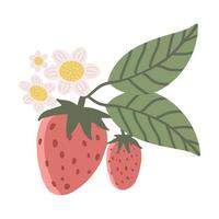 süße Erdbeeren mit grünen Blättern und weißen Blüten auf weißem Hintergrund vektor