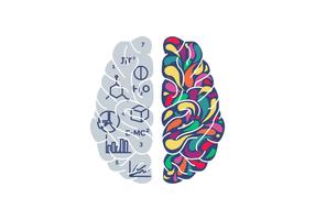 Mensch Brain Hemispheres Vector Illustration