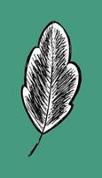 löv skiss logotyp. träd löv isolera. träd stiliserad - vektorillustration i platt stil. herbarium handritad vektor