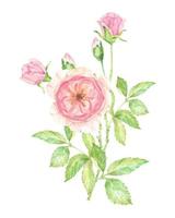 akvarell vacker engelsk rose blomma gren bukett isolerad på vit bakgrund vektor