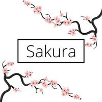 hanami vektor gratulationskort mall med blommor blommar. körsbärsgren våren banner med blommande rosa sakura på den vita bakgrunden.