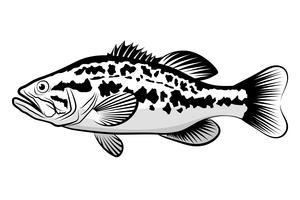 Bass Fisch Strichzeichnung Stil auf weißem Hintergrund. Gestaltungselement für Ikonenlogo, Aufkleber, Emblem, Zeichen und Markenkennzeichen Auch im corel abgehobenen Betrag. vektor