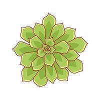 suckulenta echeveria pulidonis i tecknad stil. öken blomma grön ros. hus anläggning för tryck och design. vektor illustration, isolerade element på en vit bakcground