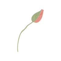 Mohn Bub isoliert auf weißem Hintergrund. frühlingsblumen rosa. schöne Sommerpflanzen im Doodle-Stil. vektor