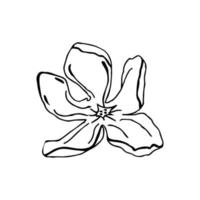 magnolienblüte, handgezeichnete elemente für die gestaltung der hochzeitskarte und einladen. isolieren auf weißem hintergrund vektor